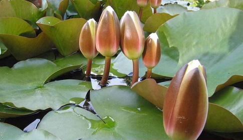 ইসির প্রতীক তালিকায় এবার ‘শাপলা কলি’