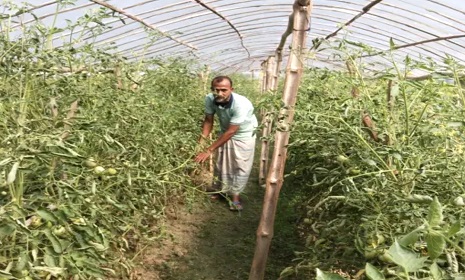 বদলে যাচ্ছে নড়াইলের কৃষি অর্থনীতি