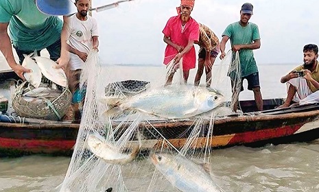 আজ থেকে ৮ মাস জাটকা শিকারে নিষেধাজ্ঞা কার্যকর