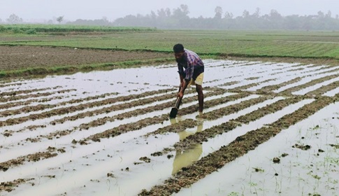 টাঙ্গাইলে অসময়ের বৃষ্টিতে শীতকালীন সবজি চাষে ক্ষতির শঙ্কা
