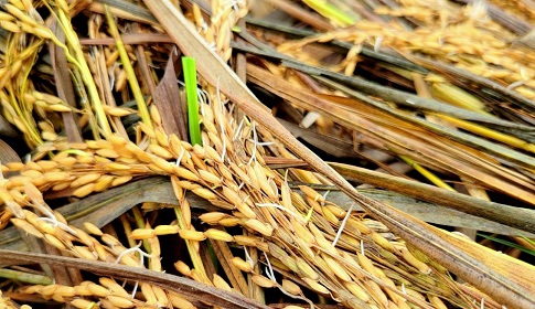 টানা বৃষ্টিতে নুয়ে পড়েছে কৃষকের স্বপ্ন