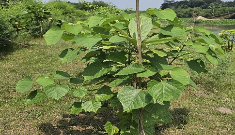 নড়াইলে সামাজিক বনায়নে ব্যাপক সাফল্য 