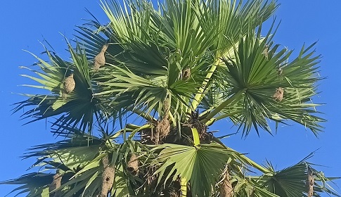 বাবুই পাখি-প্রকৃতির ক্ষুদ্র স্থপতি, যে গাঁথে শ্রমের রাজপ্রাসাদ 