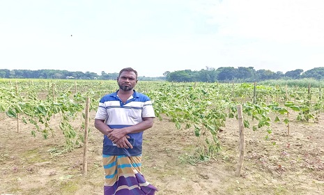 মহম্মদপুরে কৃষকের ৫০ শতক জমির লাউ গাছ কেটে দিয়েছে দুর্বৃত্তরা 