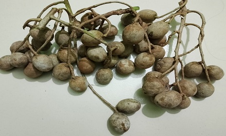 গ্রামবাংলার স্বাদ ও স্মৃতি মিশে থাকা বুনো আমড়া, নিঃশব্দে হারিয়ে যাচ্ছে সবুজ ঐতিহ্য