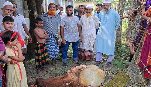 বাগেরহাটে অন্তঃসত্ত্বা গাভী জবাই করে মাংস ও মাথা নিয়ে গেছে দুর্বৃত্তরা