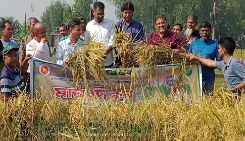 দিনাজপুরে খরা সহিষ্ণু ব্রি-৭১ আমন ধান চাষাবাদ সম্প্রসারণে কৃষকের মাঠ দিবস 