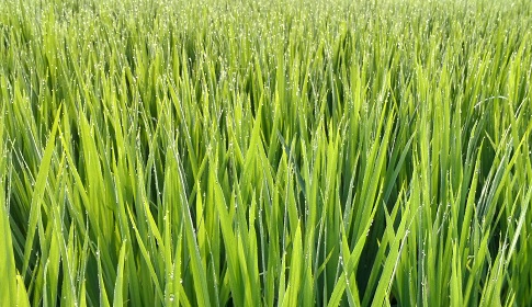 কুয়াশা ও শিশির বিন্দু জানান দিচ্ছে শীতের আগমনী বার্তা