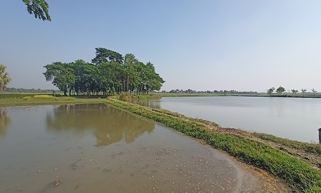 মহম্মদপুরের ইছামতি বিল-ফসল, মাছ আর পদ্মফুলে সাজানো প্রকৃতির অপার সৌন্দর্য