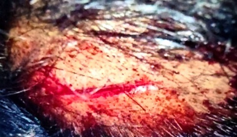 পলাশবাড়ীতে জমিজমা নিয়ে সংঘর্ষে ৬ জন জখম, থানায় মামলা