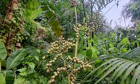 প্রকৃতির উপহার বেতফল সুস্বাদু, পুষ্টিকর ও স্বাস্থ্যবর্ধক