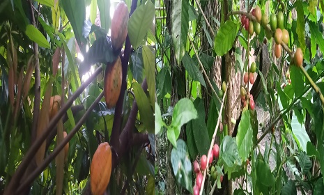 বিদেশি ফলের চাষ করে এগিয়ে চলছেন শিক্ষার্থী সম্পদ মন্ডল 