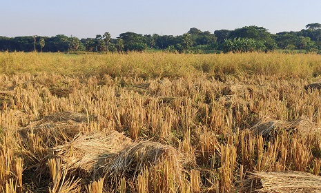 নগরকান্দায় জোরপূর্বক ধান কেটে নেওয়ার অভিযোগ থানায়