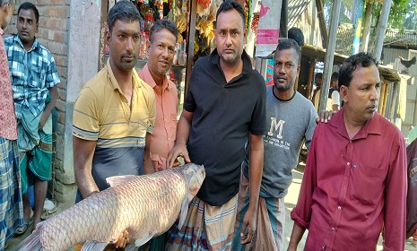 নবান্ন উৎসব উপলক্ষে সোনাতলায় ৩ দিনব্যাপী মাছের মেলা 