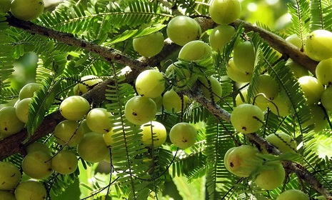 শীতের মৌসুমের ফল আমলকি রোগ প্রতিরোধ, সৌন্দর্য ও স্বাস্থ্যরক্ষার ফল 