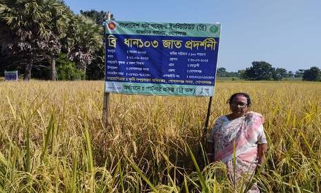 গোপালগঞ্জে আমন সৌসুমে সবচেয়ে বেশি ফলন দিয়েছে ব্রি ধান-১০৩