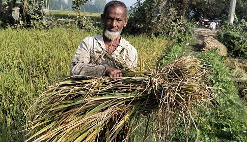 সোনাতলায় আমন ধান কাটার ধুম পড়েছে