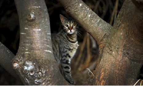 নিউজিল্যান্ডে বন্য বিড়াল নিধনে আইন প্রণয়ন