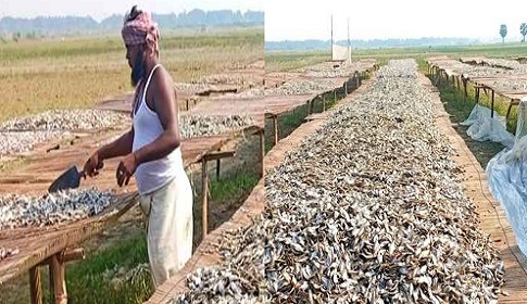 নড়াইলে জনপ্রিয় হয়ে উঠছে পুঁটি মাছের শুঁটকির ব্যবসা 