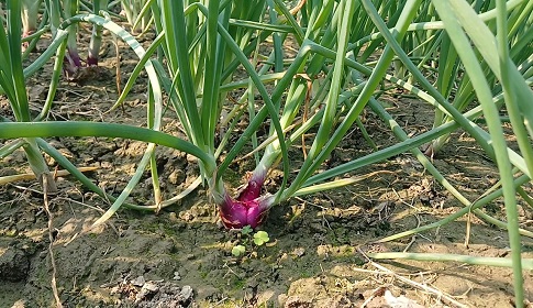 একমাস পরেই বাজারে আসবে মুড়িকাটা পেঁয়াজ, দাম নিয়ে দুশ্চিন্তায় চাষিরা