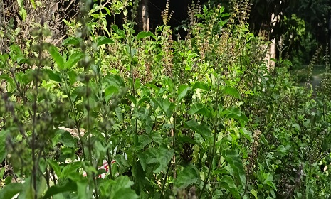 তুলসী গাছ ঘরোয়া চিকিৎসায় এক নির্ভরযোগ্য ভেষজ 