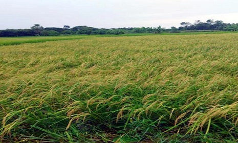 নড়াইলে আমন ধানের অধিক ফলন, কৃষকের মুখে হাসি 
 