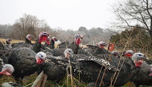 যুক্তরাষ্ট্রে থ্যাঙ্কস গিভিং ডে'তে ৫০ মিলিয়ন টার্কি খান মার্কিনিরা  