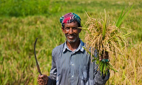 কৃষিতে খেলাপি ঋণ ২০ হাজার ৩০২ কোটি টাকা
