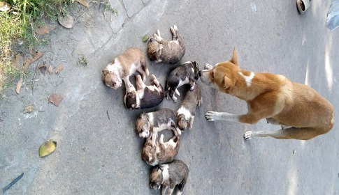 ঈশ্বরদী শহরজুড়ে ক্ষোভ, জড়িতের বিরুদ্ধে শাস্তির দাবি