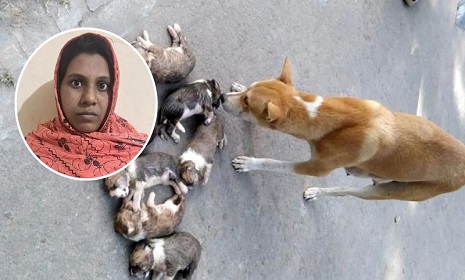 আট কুকুরছানা হত্যায় গ্রেফতার সেই নারী