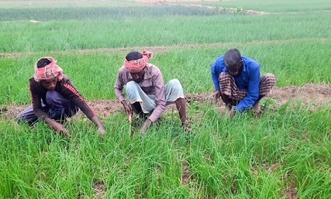 শৈলকুপায় পেঁয়াজ রোপনের ভরা মৌসুমে সারের কৃত্রিম সংকট, ফলন বিপর্যয়ের শঙ্কা