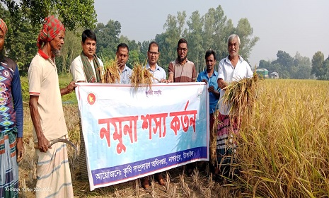 টাঙ্গাইলে আমনের বাম্পার ফলনে কৃষকের মুখে হাসি