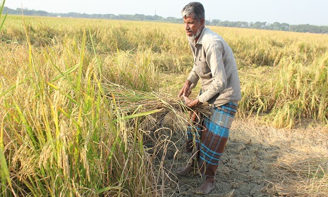 রাজবাড়ীতে আমন ধানের ফলন ভালো হলেও দাম নিয়ে হতাশ কৃষক