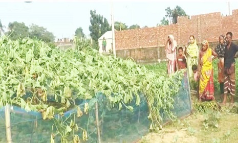 ধামরাইয়ে রাতের আঁধারে কৃষকের এক বিঘা জমির লাউ গাছ কাটল দুর্বৃত্তরা