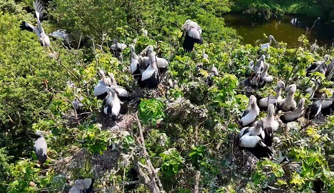 ‘কর বাড়ি’ এখন অতিথি পাখির স্বর্গরাজ্য