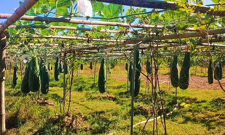 স্বপ্ন ছড়াচ্ছে বারি লাউ-৪ কাপ্তাইয়ে পাহাড়ি কৃষি গবেষণায় নতুন দিগন্ত