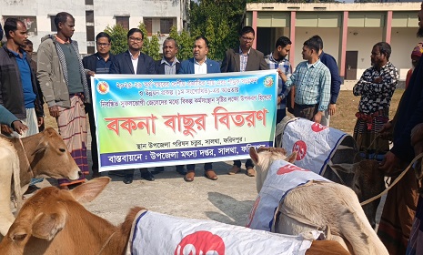 সালথায় জেলেদের মাঝে ৬০টি বকনা বাছুর বিতরণ