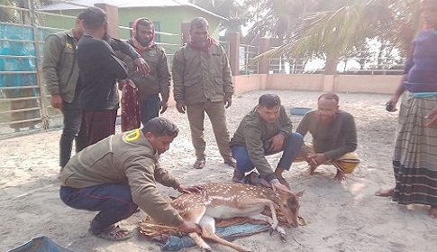 সুন্দরবনের খোলপেটুয়া নদী থেকে জীবিত হরিণ উদ্ধার