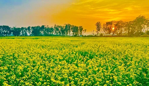 টাঙ্গাইলের মাঠে মাঠে হলুদের সমারোহ, সরিষার বাম্পার ফলনের আশা 