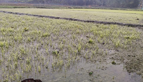 ‘কয়দিন থাকি এমন ঠান্ডা আর শীত, জারতে গাও মোর ঠর ঠর করি কাঁপে’ 