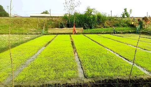 শৈত্যপ্রবাহে কুঁকড়ে যাচ্ছে বোরো ধানের বীজতলা