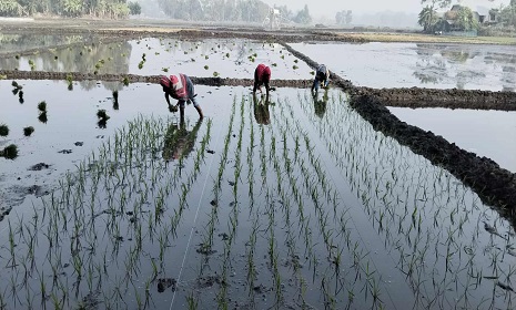 শীতে গোপালগঞ্জে বোরো চাষ ব্যাহত, উৎপাদন কমে যাওয়ার আশংকা  