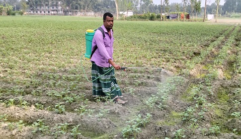 সোনাতলায় আলুর গাছ পরিচর্যায় ব্যস্ত কৃষক