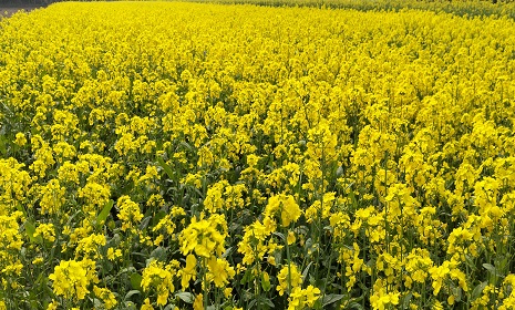 ২২১০ হেক্টর জমিতে সরিষার চাষ, সোনাতলায় হলুদের ঢেউয়ে ঢেকে গেছে দিগন্ত