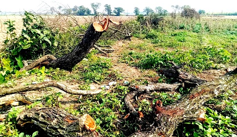 ঈশ্বরদীর মুলাডুলি খামারে নিলাম ছাড়াই তিন হাজারের বেশি গাছ নিধন