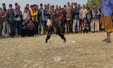 শ্যামনগরে পৌষ সংক্রান্তি উপলক্ষ্যে ঐতিহ্যবাহী মোরগ লড়াই