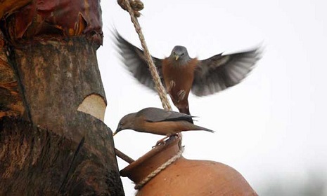 শীতের সকাল