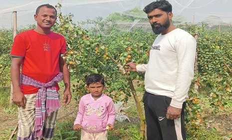 কুল চাষে দুই বন্ধুর সাফল্যের গল্প 