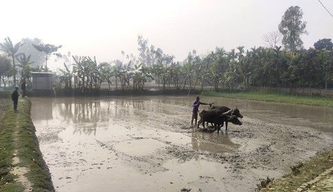 কুড়িগ্রামে ইরি-বোরো চাষাবাদে ব্যস্ত সময় পার করছে কৃষক-কৃষাণীরা
