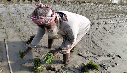 সোনাতলায় ১০ হাজার হেক্টর জমিতে বোরো চাষের লক্ষ্যমাত্রা
